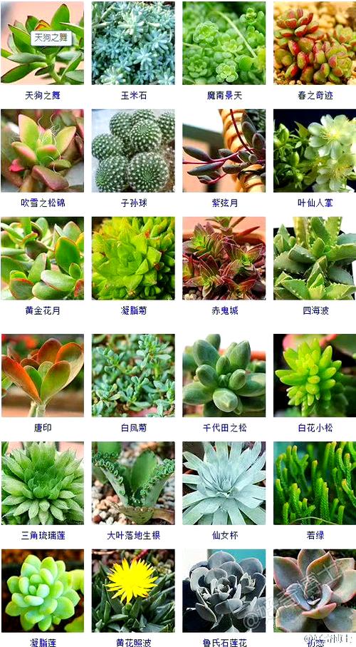 用多肉名给宝宝取名 多肉名字怎么取的