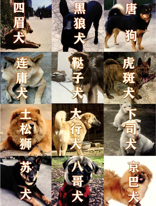 土狗宝宝起名能带水吗 龙年女宝宝取名书