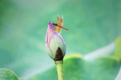 021小雪节气出生的宝宝起名带雪字有什么意义？"