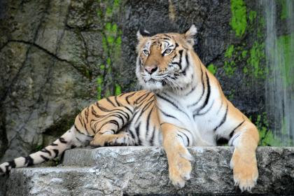 022年男孩最佳取名，好听寓意好的属虎男宝宝名字"