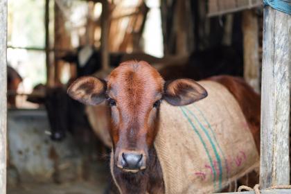 021年牛宝宝起名忌用部首大全"