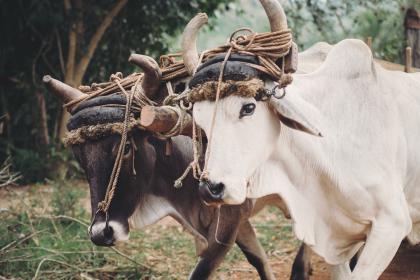 021年农历三月十二属牛女孩起名，日子出生宝宝好吗？"