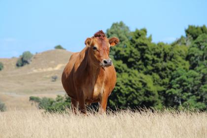021年牛宝宝起名忌用部首大全"