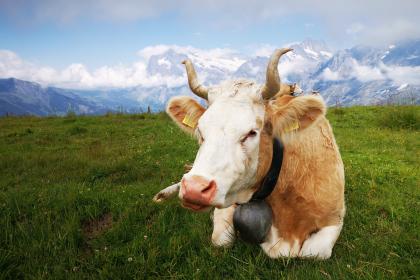 021年属牛女孩取名吉祥字，取什么名字好？"