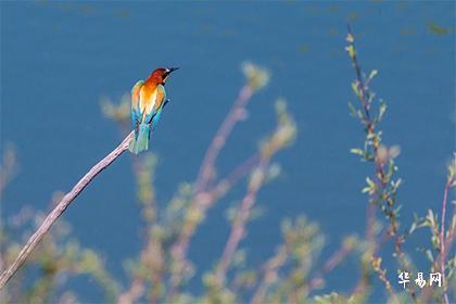 段姓是如何发展而来的？迁徙分布过程是怎样的？