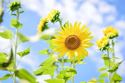 019年腊月二十六大寒出生男孩五行缺火取什么名字好听？"