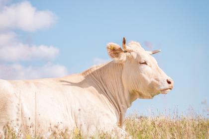 姓牛女孩优雅温柔的名字