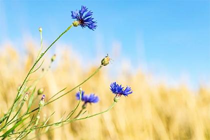 019年7月2号出生的女孩五行缺木起什么名字好"