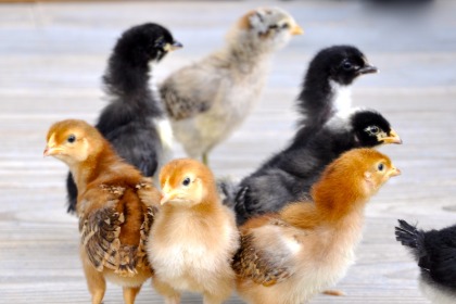 属鸡未时出生的男孩起什么名字好，用什么字不好