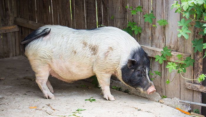 2021年生肖猪全年运势 属猪的今年运势怎么样