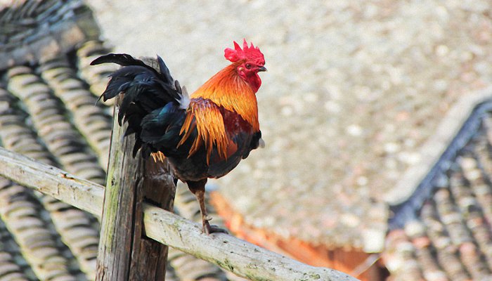 2005年的人2021年运程 2005年属鸡人是什么命