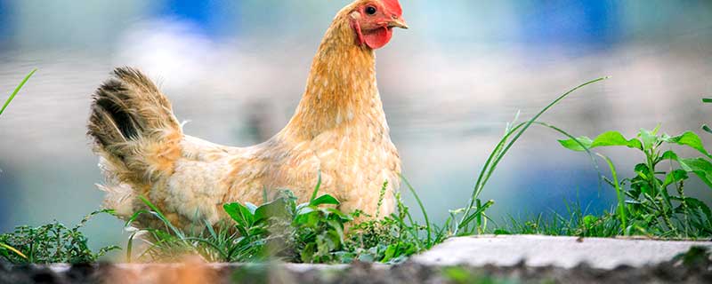 81年生肖鸡2021年运势 1981年2021年每月运势及运程