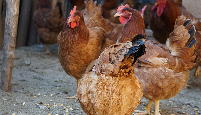 81年生肖鸡2021年运势 1981年2021年每月运势及运程