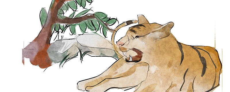 2022年是红虎年吗 2022年出生的属虎人命运怎么样