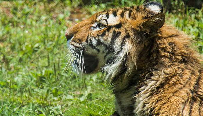 2022年属虎女幸运色 2022年属虎女运势