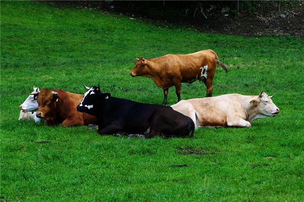 973属牛2023每月运势"