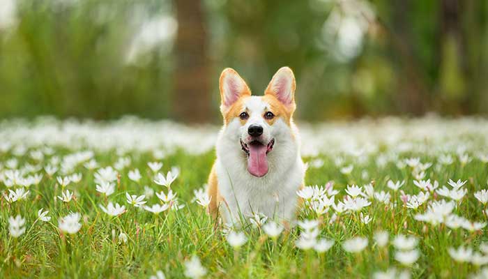 2021年生肖狗全年运程 属狗2021年运势怎么样