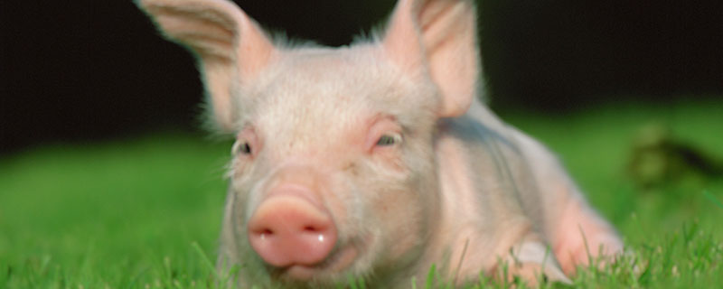 2021年生肖猪全年运势 属猪的今年运势怎么样