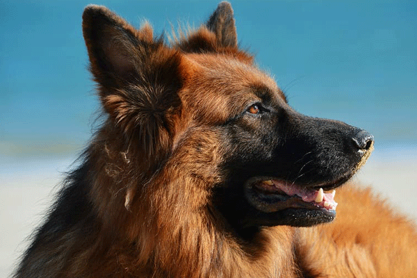 1994年属狗2021年运势 1994年出生的属狗人2021年运势如何