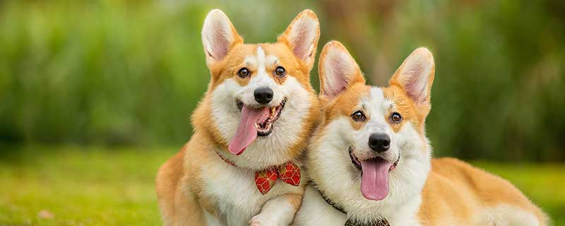 2021年生肖狗全年运程 属狗2021年运势怎么样