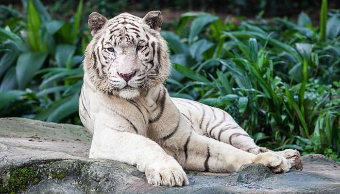 2022年属虎女幸运色 2022年属虎女运势