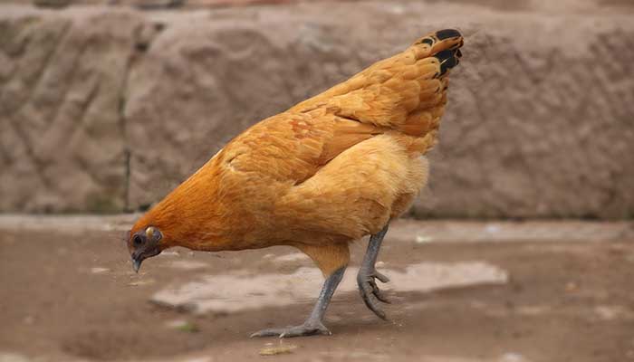 81年生肖鸡2021年运势 1981年2021年每月运势及运程