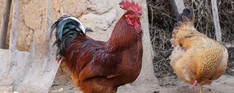 2005年的人2021年运程 2005年属鸡人是什么命