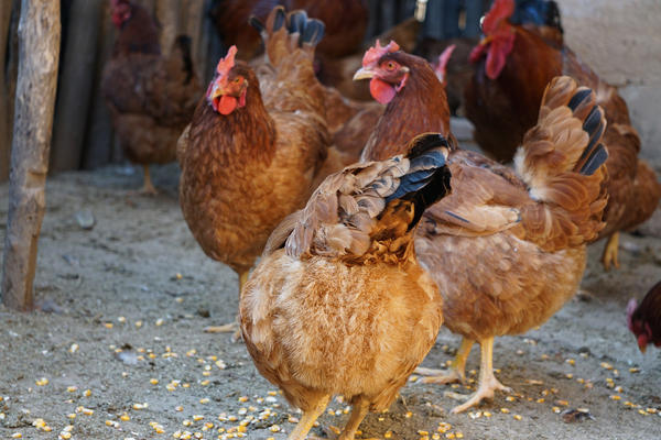 69年生肖鸡2021年运势 69年鸡2021年每月运势