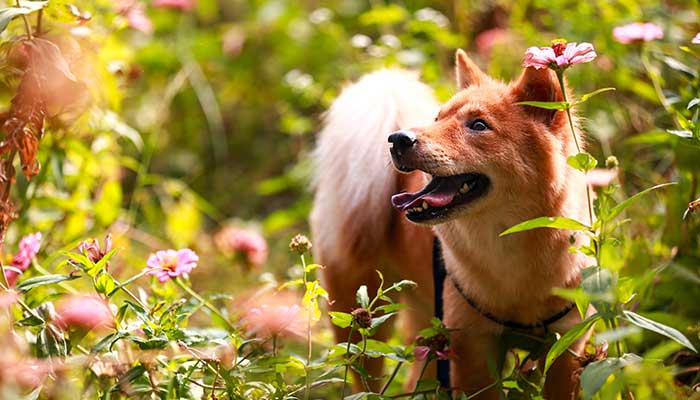2021年生肖狗全年运程 属狗2021年运势怎么样