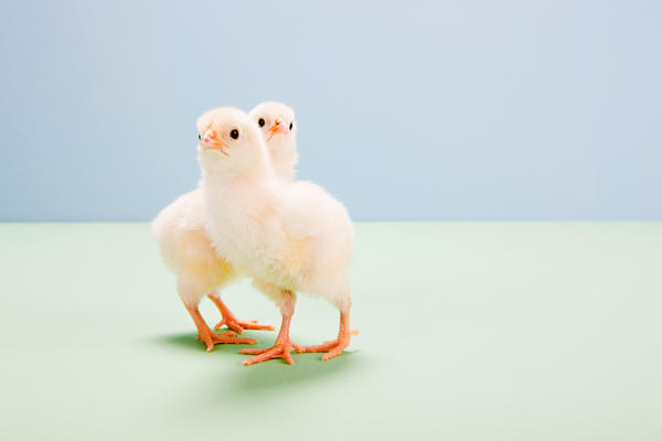 69年生肖鸡2021年运势 69年鸡2021年每月运势