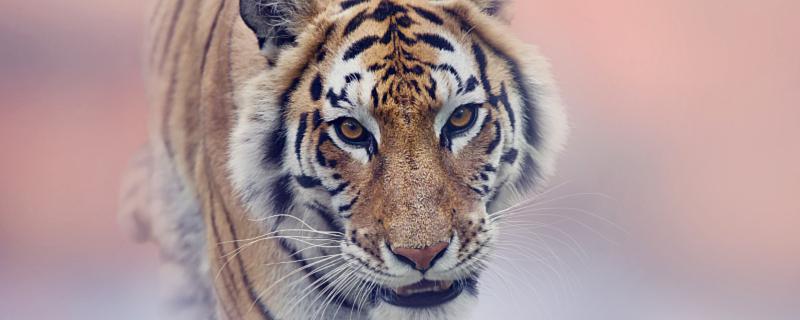 2022年属虎女幸运色 2022年属虎女运势