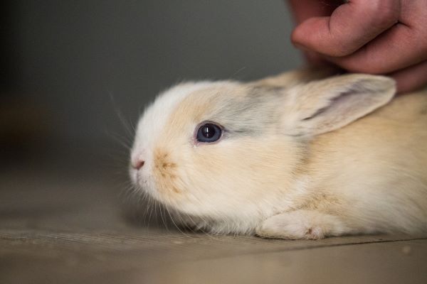 1975属兔在2021运命及运程 1975年属兔2021年运势每月运程解析