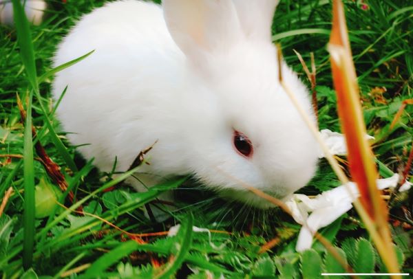 1975属兔在2021运命及运程 1975年属兔2021年运势每月运程解析