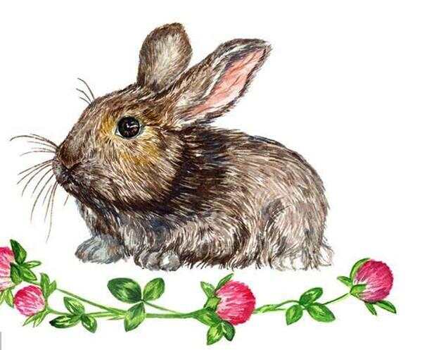 十二生肖之兔2021辛丑牛年运势详解，犹如旱荷得水，良机多多