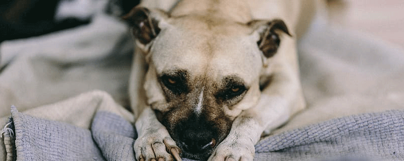 1946年属什么生肖属相 1946年生肖2021年运势运程大全及破解