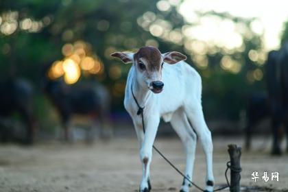 973年属牛50岁2023劫难