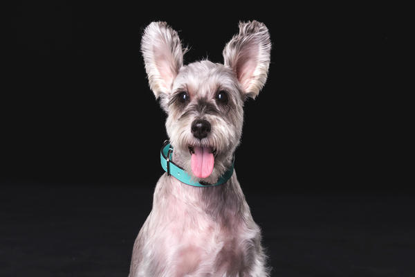 1946年属什么生肖属相 1946年生肖2021年运势运程大全及破解