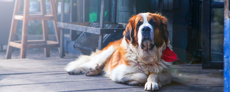 生肖狗2022年运势大全 生肖狗2022年运势大全每月