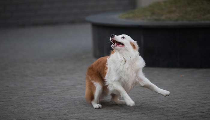 生肖狗2022年运势大全 生肖狗2022年运势大全每月