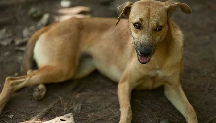 生肖狗2022年运势大全 生肖狗2022年运势大全每月